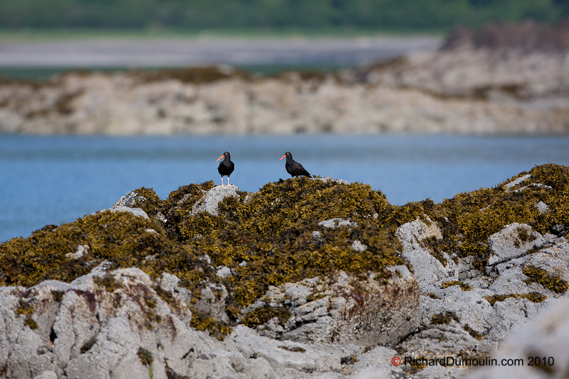 AMERICAN BLACK OYSTERCATCHER 